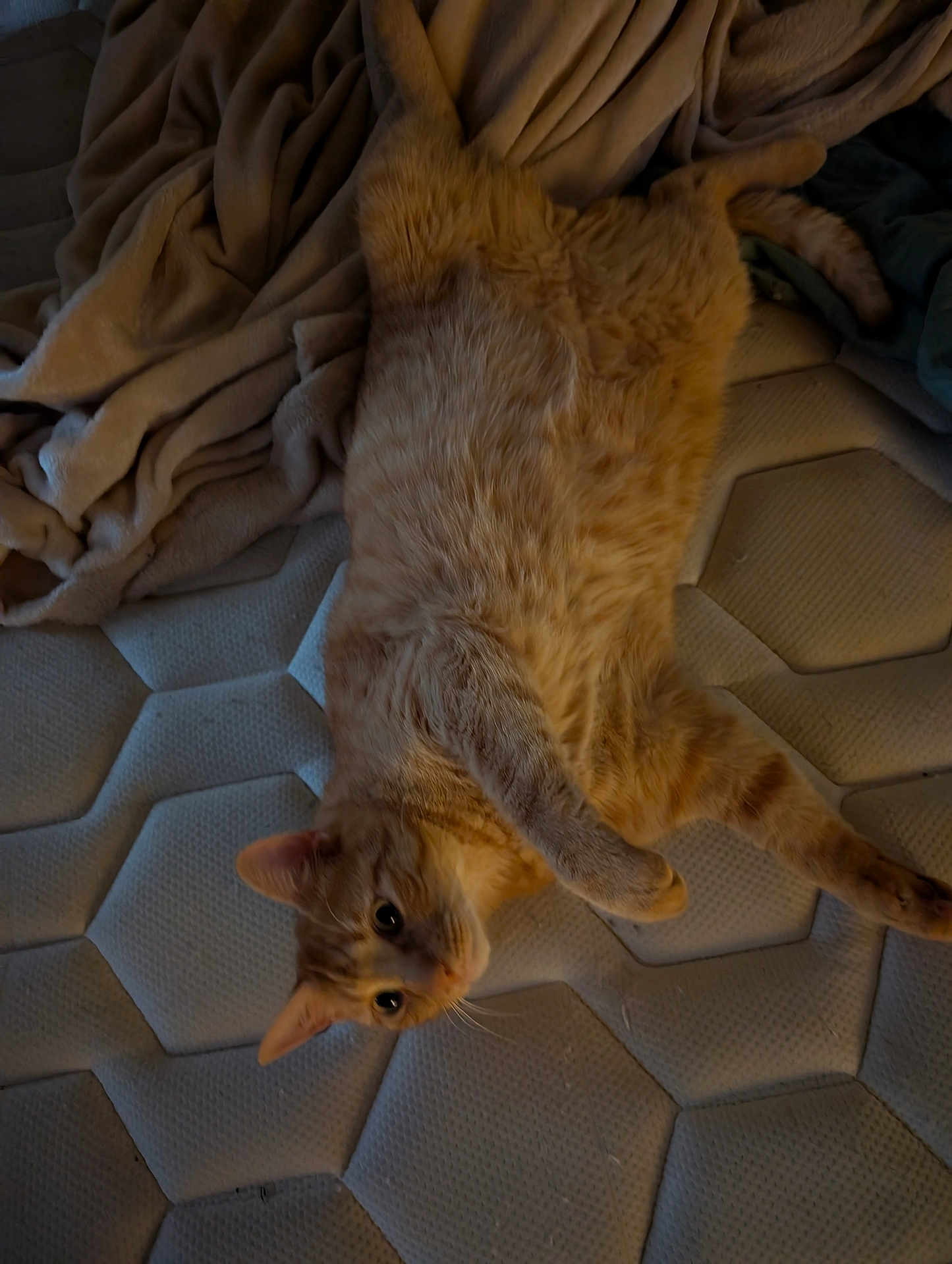 Leo participe au concours pour gagner de l'argent avec cette photo : cat, orange_tabby, mattress, blanket, indoor, pet, feline, fur, whiskers, relaxed, laying_down, curious, cozy, sleepy, domestic_animal, cute, animal, resting, soft_texture, home