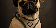 Prince participe au concours pour gagner de l'argent avec cette photo : pug, puppy, dog, canine, pet, animal, portrait, hat, cap, harness, heart_emblem, sitting, brown_fur, cute, studio, soft_lighting, closeup, adorable, expression, background