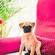 Prince participe au concours pour gagner de l'argent avec cette photo : pug, puppy, dog, chair, pink_chair, indoor, pet, cute, small_dog, sitting, furniture, plant, leaf, texture, cozy, bright_light, portrait, animal, domestic_animal, young_dog