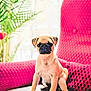 pug, puppy, dog, chair, pink_chair, indoor, pet, cute, small_dog, sitting, furniture, plant, leaf, texture, cozy, bright_light, portrait, animal, domestic_animal, young_dog