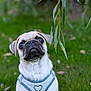 dog, pug, puppy, harness, heart, grass, greenery, outdoor, leaf, willow, pet, cute, animal, portrait, nature, young, small_dog, fur, sitting, looking_up