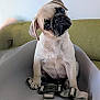pug, puppy, dog, pet, cute, animal, sitting, indoor, baby_seat, buckle, strap, head_tilt, curious, furniture, couch, white_wall, closeup, domestic_animal, young, companion