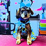 dog, puppy, costume, blue, yellow, dress, headpiece, pet, animal, cute, indoor, colorful, pink_surface, blurred_background, decor, small_dog, looking_at_camera, sitting, adorable, playful