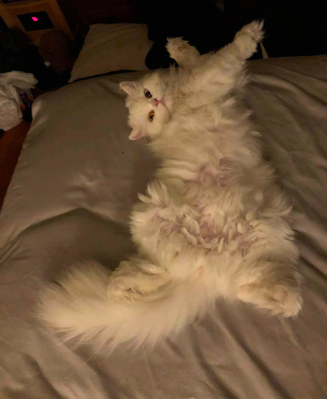 Mouse joined the competition — help win amazing prizes! bed, bed_sheet, bedding, blanket, canidae, carnivore, cat, comfort, companion_dog, couch, dog, dog_breed, fawn, felidae, fur, paw, small_to_medium_sized_cats, tail, toy_dog, whiskers