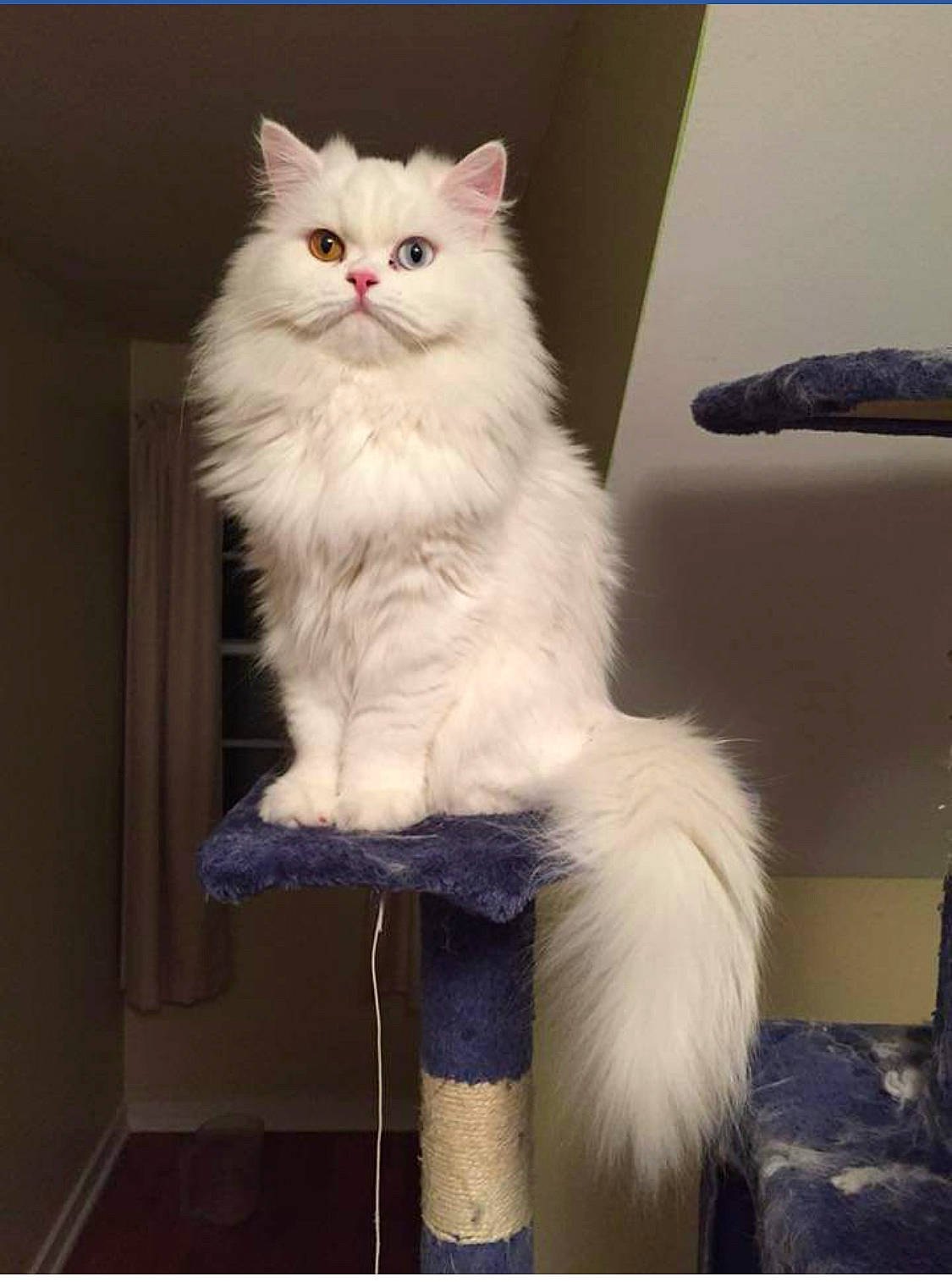 Mouse joined the competition — help win amazing prizes! british_longhair, carnivore, cat, comfort, felidae, fur, natural_material, small_to_medium_sized_cats, tail, whiskers