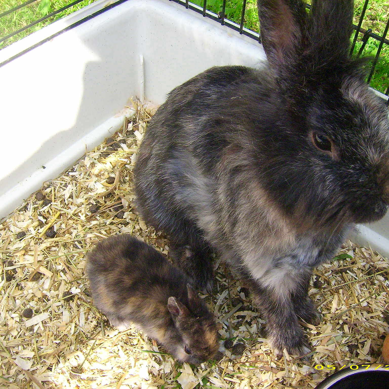 Noisette et sa mère