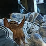 Sunshine is registered to the contest to win money with this photo: bed, blanket, brown_dog, closeup, comfort, cozy, dog, ears, fabric, furniture, home, household_items, indoor, patterned_blanket, pet, relaxation, resting, sleepy, warm, wrapped