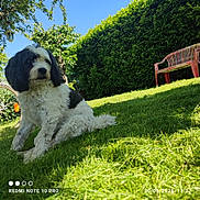Monsieur Monk participe au concours pour gagner de l'argent avec cette photo : animal, bench, bicycle, black_and_white, blue_sky, daylight, dog, fluffy, garden, grass, greenery, leafy_bush, nature, outdoor, pet, relaxing, sitting, summer, sunny, yard