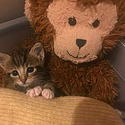 Maxou participe au concours pour gagner de l'argent avec cette photo : kitten, cat, stuffed_animal, monkey_toy, blanket, cozy, cute, furry, pet, indoor, animal, toy, soft, closeup, brown, beige, small, cuddle, resting, comfort