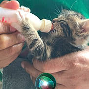 Maxou participe au concours pour gagner de l'argent avec cette photo : affection, animal_care, baby_bottle, cat, close_up, comfort, cute, domestic_animal, feeding, fur, hands, human_hand, indoor, kitten, nurturing, pet, soft_light, striped, whiskers, young