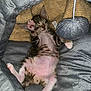 Maxou participe au concours pour gagner de l'argent avec cette photo : animal, bed, cat, cozy, cute, feline, fur, indoor, kitten, nap, paw, pet, plush, relaxation, resting, sleeping, soft, tabby, toy, whiskers