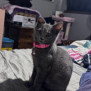 Binxy joined the competition — help win amazing prizes! bed, bedroom, blanket, cat, cozy, curious, curtains, cute, domestic_animal, furniture, gray_cat, indoor, kitten, pet, pink_collar, plush_toy, poster, sitting, soft_lighting, window