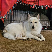 Buzz is registered to the contest to win money with this photo: dog, white_dog, pet, indoor, carpet, crate, blanket, resting, fur, animal, canine, domestic_animal, relaxed, paw, ears, nose, cage, household, comfort, lying_down