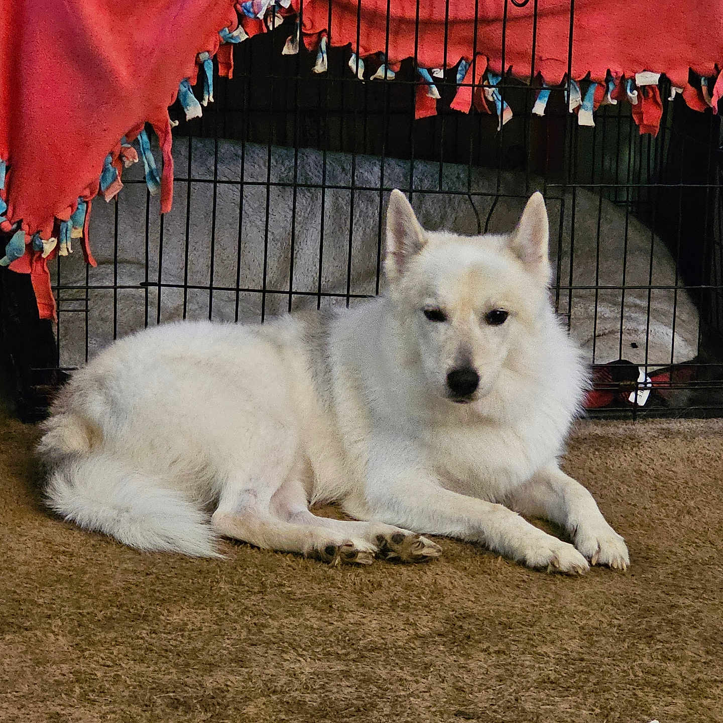Buzz is registered to the contest to win money with this photo: dog, white_dog, pet, indoor, carpet, crate, blanket, resting, fur, animal, canine, domestic_animal, relaxed, paw, ears, nose, cage, household, comfort, lying_down