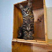 Arcane a rejoint le concours — aidez-le/la à gagner de superbes lots ! cat, kitten, tabby, wooden_box, furniture, indoor, curious, pet, animal, sitting, eyes, ears, fur, texture, cozy, book, blanket, home, shelf, closeup