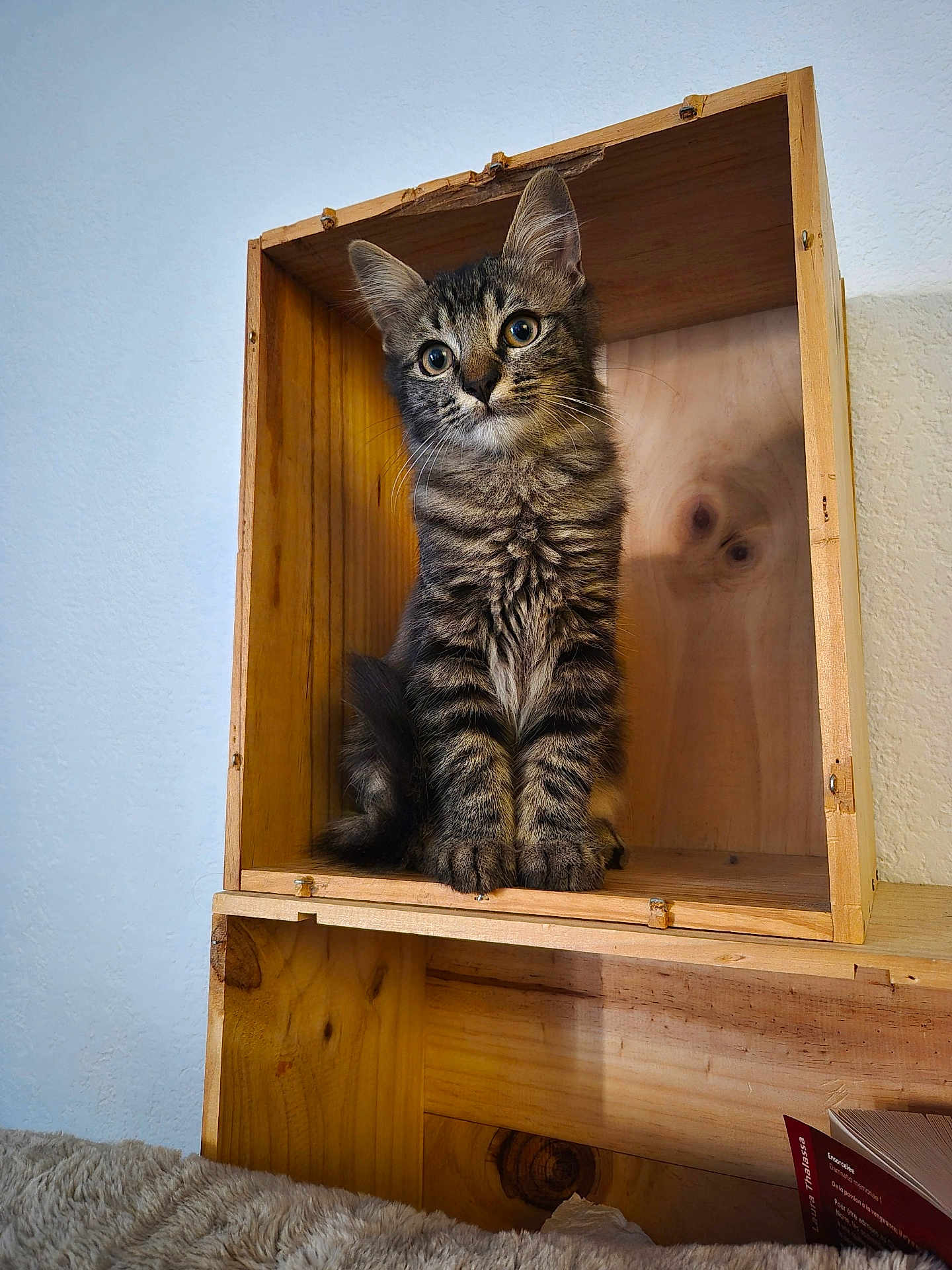 Arcane a rejoint le concours — aidez-le/la à gagner de superbes lots ! cat, kitten, tabby, wooden_box, furniture, indoor, curious, pet, animal, sitting, eyes, ears, fur, texture, cozy, book, blanket, home, shelf, closeup