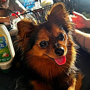 Nacho joined the competition — help win amazing prizes! dog, pet, animal, fluffy, tongue_out, happy, brown_fur, black_fur, cute, indoor, person, beard, table, condiment_bottle, blurred_background, sunlight, face, ears, closeup, tongue