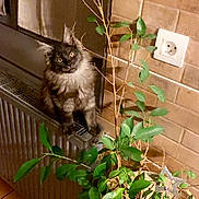 Vanille a rejoint le concours — aidez-le/la à gagner de superbes lots ! angora, animal, cat, cookware, flower, herbal, herbs, ivy, jar, kitten, leaf, manx, pet, plant, planter, pot, pottedplant, pottery, vase, wood