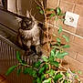 Vanille participe au concours pour gagner de l'argent avec cette photo : angora, animal, cat, cookware, flower, herbal, herbs, ivy, jar, kitten, leaf, manx, pet, plant, planter, pot, pottedplant, pottery, vase, wood