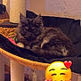 Vanille participe au concours pour gagner de l'argent avec cette photo : animal, architecture, armchair, blackcat, building, cat, chair, couch, face, furniture, head, indoors, kitten, livingroom, manx, person, pet, room, sphere, toy