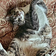 Shade joined the competition — help win amazing prizes! animal, blanket, cat, cozy, cute, domestic_cat, feline, fur, gray_cat, indoor, lying_down, patterned_blanket, paws, pet, playful, relaxed, resting, sleepy, whiskers, white_cat