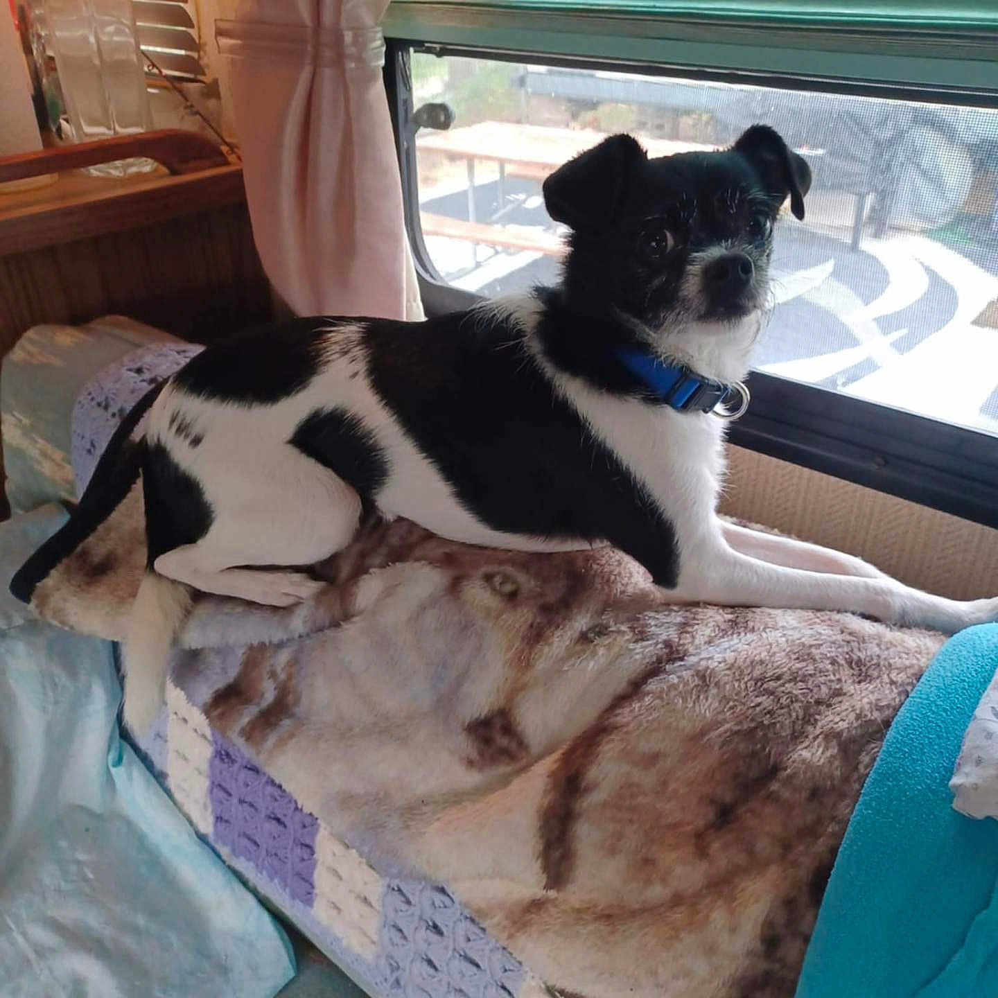 Dr.pepper joined the competition — help win amazing prizes! animal, black_and_white, blanket, collar, couch, cozy, curtain, daylight, dog, domestic, fur, furniture, home, indoor, looking, pet, relaxed, resting, small_dog, window