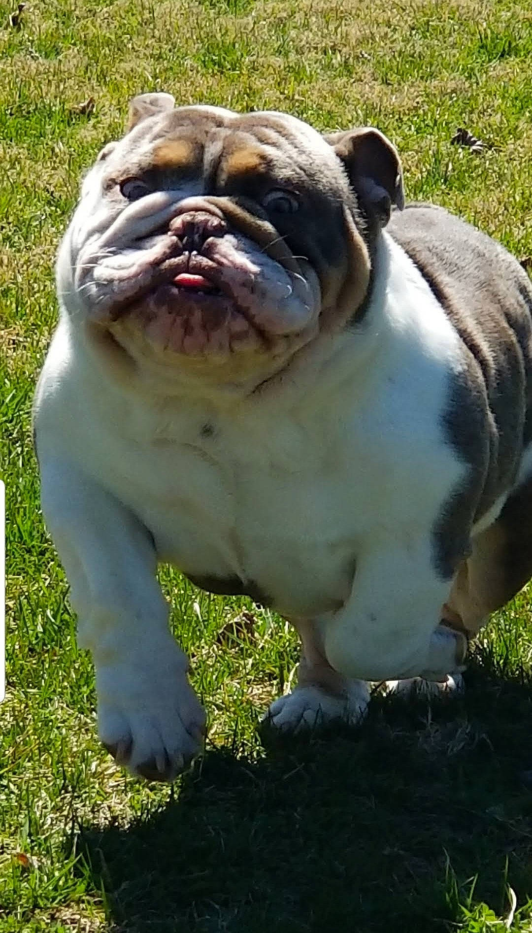 Mug is registered to the contest to win money with this photo: bulldog, canidae, carnivore, companion_dog, dog, dog_breed, fawn, grass, head, human_body, lawn_ornament, plant, snout, sporting_group, terrestrial_animal, tree, whiskers, white_english_bulldog, working_animal, wrinkle