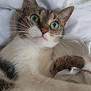 Molly participe au concours pour gagner de l'argent avec cette photo : cat, tabby, green_eyes, close_up, pet, animal, whiskers, paw, fur, bed, bedding, white, relaxed, cute, indoor, sleepy, feline, portrait, curious, cozy