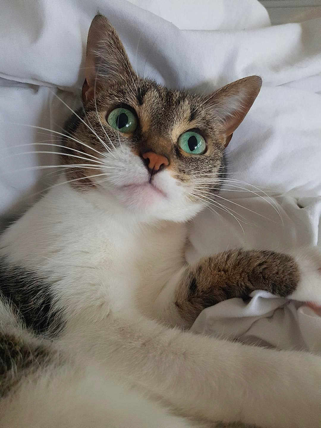 Molly participe au concours pour gagner de l'argent avec cette photo : cat, tabby, green_eyes, close_up, pet, animal, whiskers, paw, fur, bed, bedding, white, relaxed, cute, indoor, sleepy, feline, portrait, curious, cozy