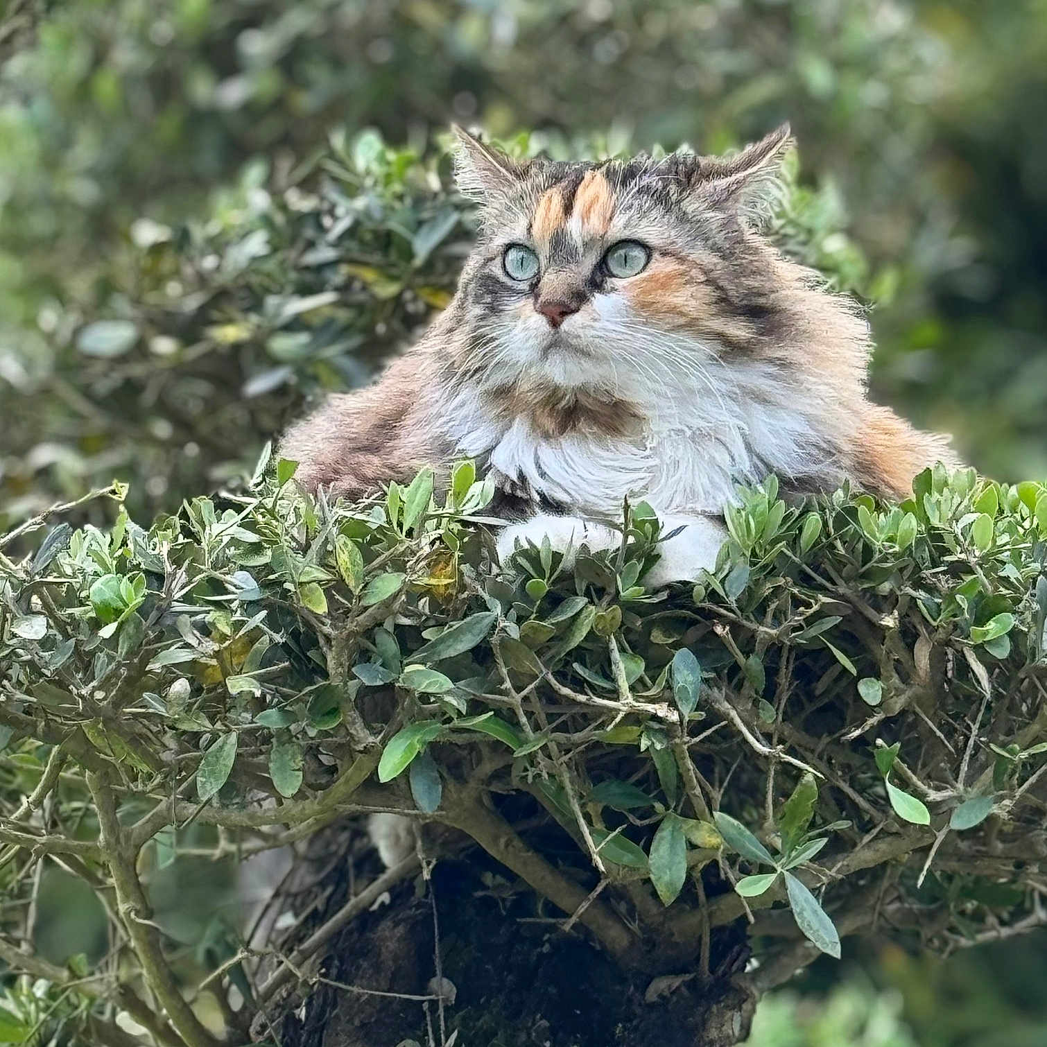 Luna participe au concours pour gagner de l'argent avec cette photo : animal, branch, bush, calm, cat, curious, cute, eyes, feline, fluffy, fur, greenery, leaf, nature, outdoor, pet, portrait, sitting, tree, wildlife