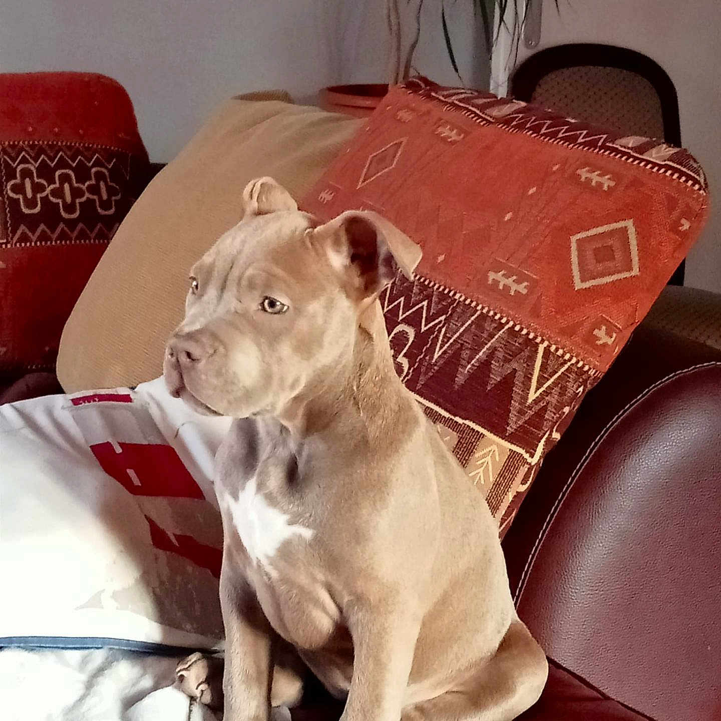 Martine Boulle a rejoint le concours — aidez-le/la à gagner de superbes lots ! blanket, brown_coat, close_up, couch, dog, domestic_animal, ears, furniture, home, indoor, looking_away, paws, pet, pillow, portrait, puppy, relaxed, sitting, sofa, white_chest_patch