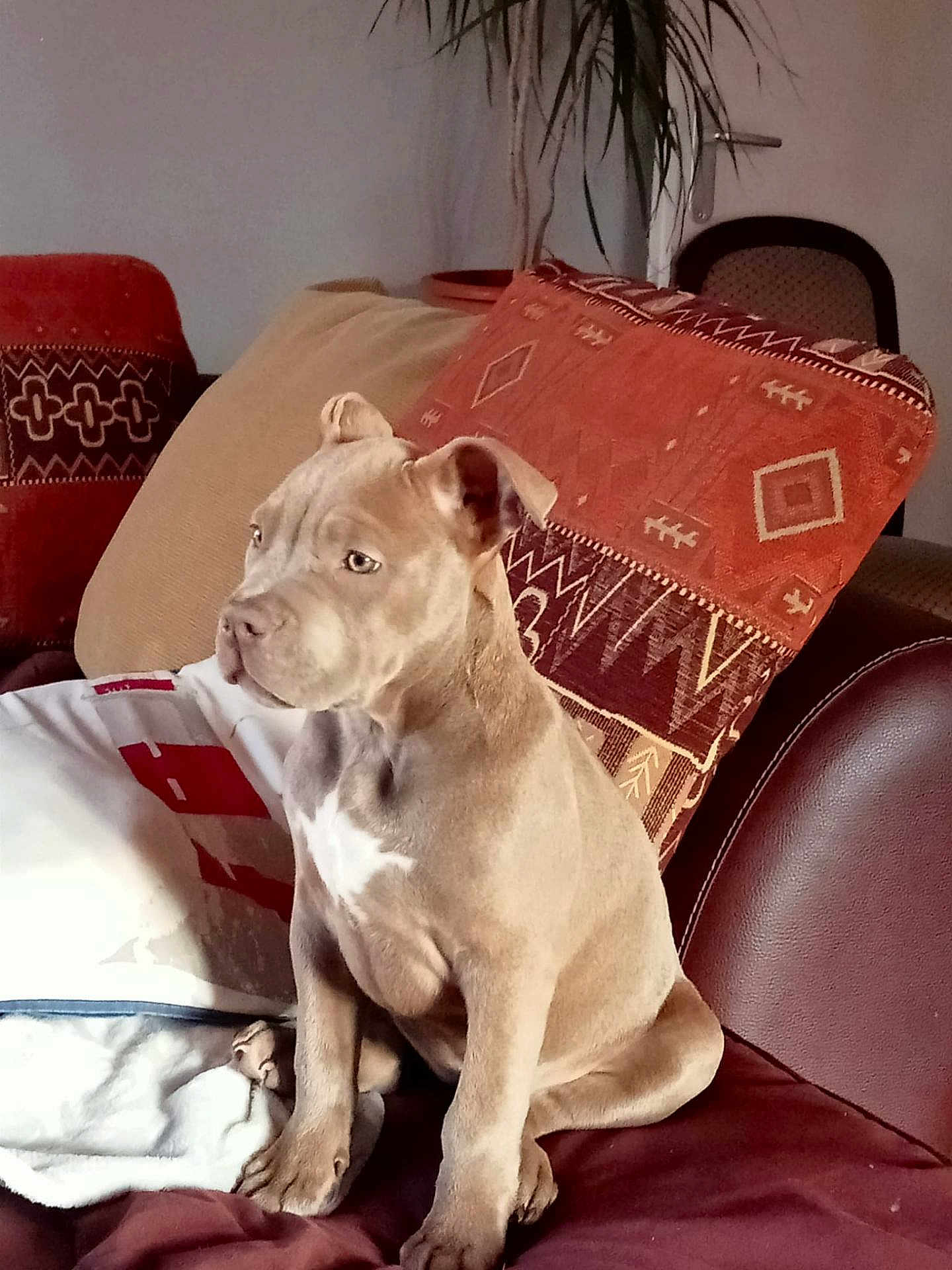 Martine Boulle a rejoint le concours — aidez-le/la à gagner de superbes lots ! blanket, brown_coat, close_up, couch, dog, domestic_animal, ears, furniture, home, indoor, looking_away, paws, pet, pillow, portrait, puppy, relaxed, sitting, sofa, white_chest_patch