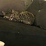 Caline a rejoint le concours — aidez-le/la à gagner de superbes lots ! animal, cat, couch, cozy, curled_up, domestic, feline, fur, furniture, home, indoor, nap, pet, pillows, quiet, relaxed, resting, sleeping, soft, tabby