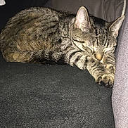 Caline participe au concours pour gagner de l'argent avec cette photo : animal, cat, closeup, couch, cozy, cute, ears, fabric, feline, fur, indoor, paws, peaceful, pet, relaxed, resting, sleeping, striped, tabby, whiskers