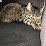 animal, cat, closeup, couch, cozy, cute, ears, fabric, feline, fur, indoor, paws, peaceful, pet, relaxed, resting, sleeping, striped, tabby, whiskers