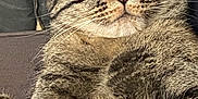 Caline participe au concours pour gagner de l'argent avec cette photo : animal, cat, closeup, comfort, cozy, cute, domestic_cat, ears, face, feline, fur, indoor, mammal, nose, pet, relaxed, resting, sleeping, tabby, whiskers