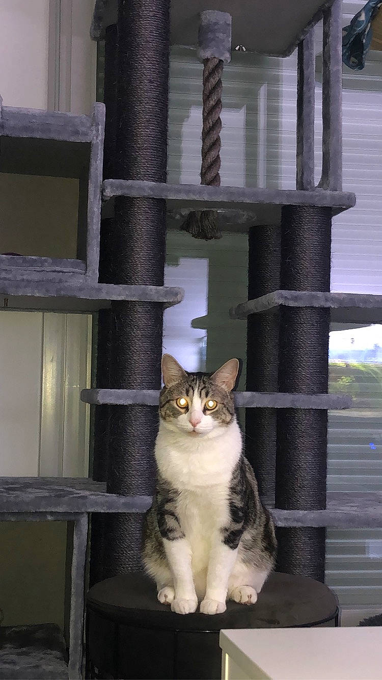 Koumal a rejoint le concours — aidez-le/la à gagner de superbes lots ! aegean_cat, american_wirehair, asian, carnivore, cat, domestic_short_haired_cat, european_shorthair, felidae, ojos_azules, polydactyl_cat, small_to_medium_sized_cats, tabby_cat, whiskers, window, wood