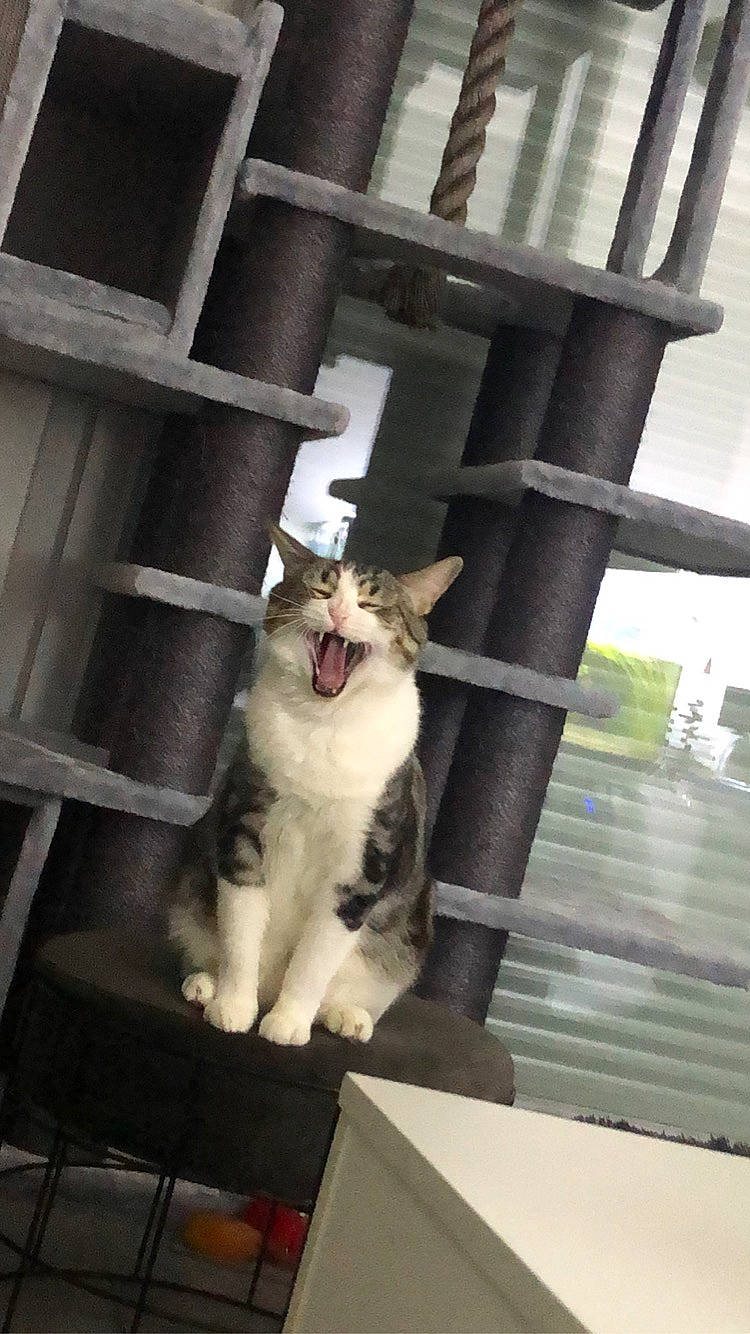 Koumal participe au concours pour gagner de l'argent avec cette photo : aegean_cat, carnivore, cat, domestic_short_haired_cat, facial_expression, felidae, kitten, photography, polydactyl_cat, small_to_medium_sized_cats, snapshot, tail, turkish_angora, turkish_van, whiskers, window