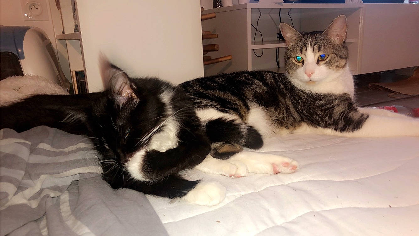 Koumal a rejoint le concours — aidez-le/la à gagner de superbes lots ! aegean_cat, american_shorthair, american_wirehair, asian, carnivore, cat, domestic_long_haired_cat, domestic_short_haired_cat, european_shorthair, felidae, fur, kitten, maine_coon, mammal, norwegian_forest_cat, paw, polydactyl_cat, small_to_medium_sized_cats, tabby_cat, whiskers