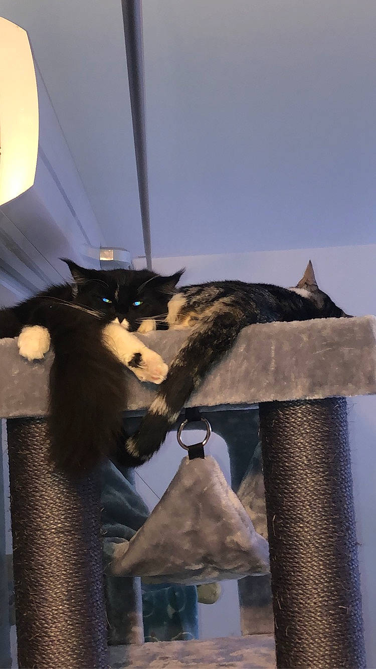 Ruby participe au concours pour gagner de l'argent avec cette photo : cat, felidae, fur, small_to_medium_sized_cats, whiskers