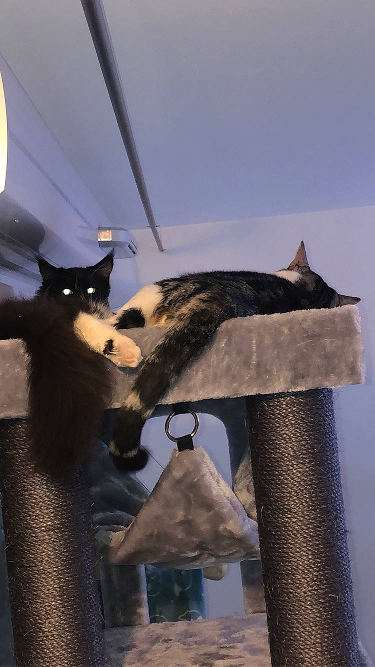 Ruby a rejoint le concours — aidez-le/la à gagner de superbes lots ! carnivore, cat, domestic_short_haired_cat, felidae, fur, small_to_medium_sized_cats, tail, whiskers