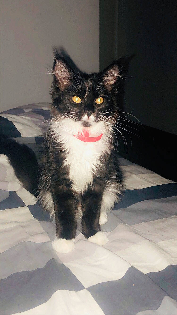 Ruby a rejoint le concours — aidez-le/la à gagner de superbes lots ! american_wirehair, black_and_white, black_cat, carnivore, cat, domestic_long_haired_cat, domestic_short_haired_cat, european_shorthair, felidae, fur, kitten, maine_coon, mammal, norwegian_forest_cat, polydactyl_cat, small_to_medium_sized_cats, snout, turkish_angora, vertebrate, whiskers