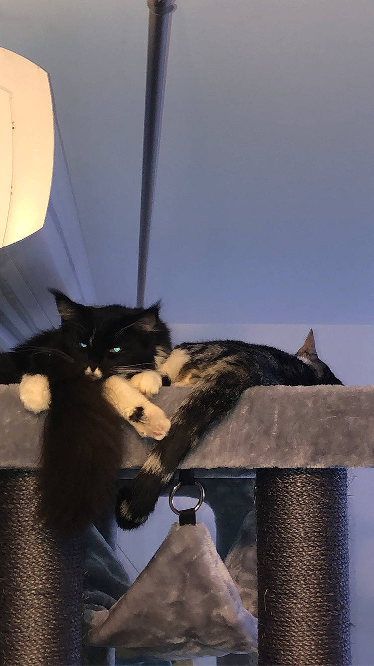 Ruby participe au concours pour gagner de l'argent avec cette photo : carnivore, cat, felidae, kitten, sky, small_to_medium_sized_cats, tail, whiskers