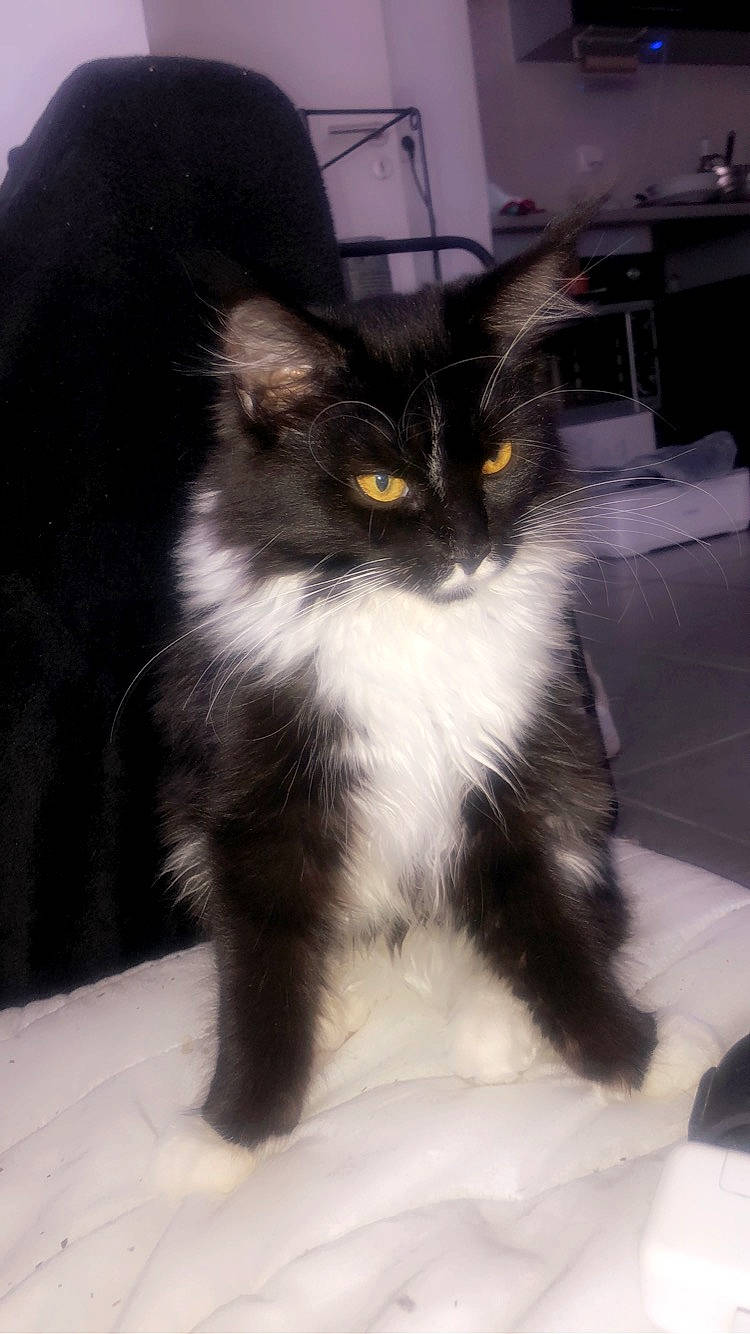 Ruby participe au concours pour gagner de l'argent avec cette photo : american_curl, asian_semi_longhair, british_longhair, british_semi_longhair, carnivore, cat, cymric, domestic_long_haired_cat, eye, felidae, fur, kitten, maine_coon, mammal, norwegian_forest_cat, persian, ragamuffin, small_to_medium_sized_cats, vertebrate, whiskers