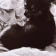 Princesse Alma a rejoint le concours — aidez-le/la à gagner de superbes lots ! animal, bed, black_and_white, blanket, chihuahua, close_up, cozy, dog, domestic_pet, ears, fur, gaze, indoor, looking_back, pet, plush, portrait, resting, small_dog, soft_texture