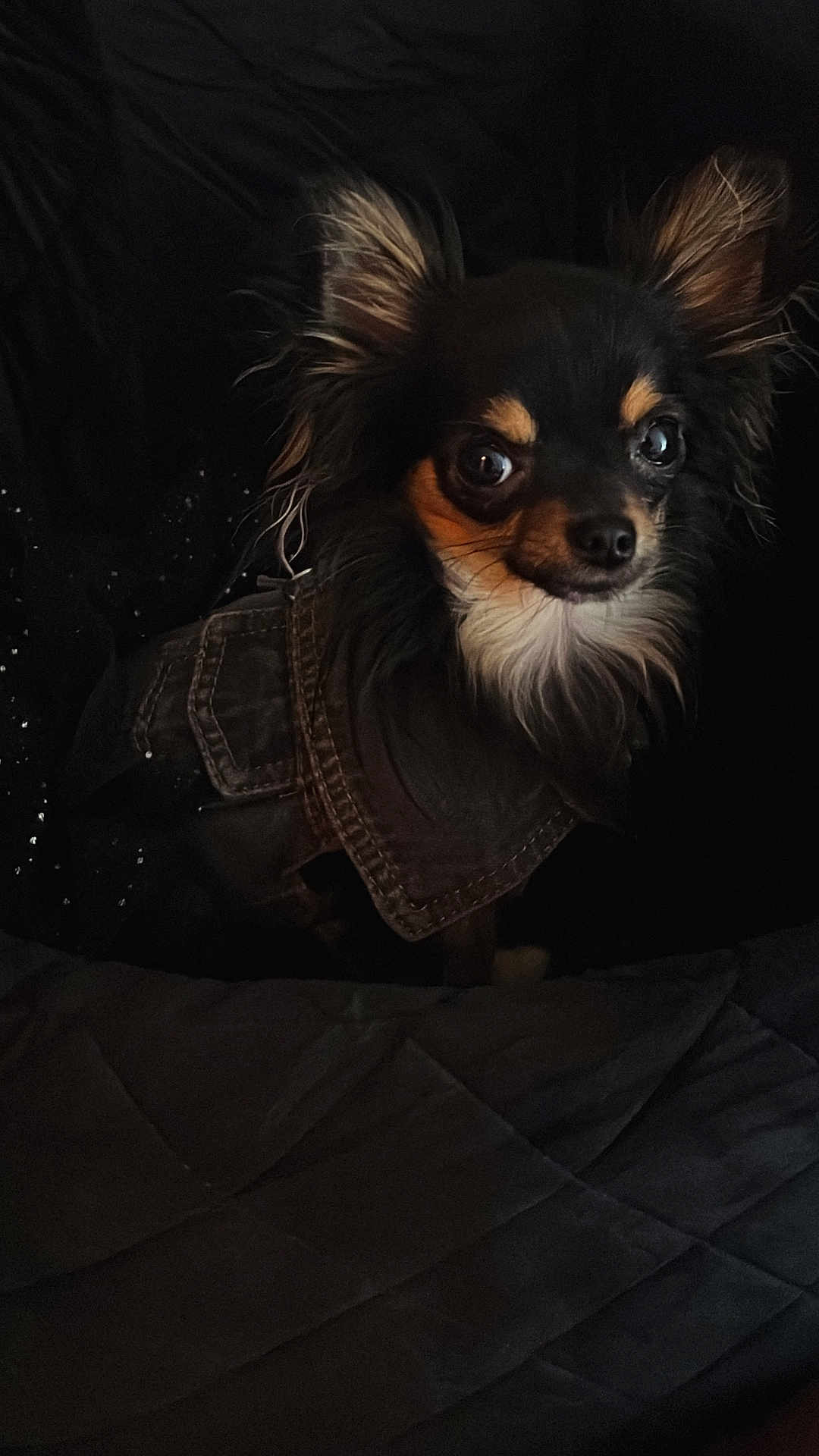 Princesse Alma a rejoint le concours — aidez-le/la à gagner de superbes lots ! dog, small_dog, chihuahua, black_dog, fluffy_ears, jacket, pet, animal, closeup, indoor, dark_background, cute, alert, portrait, fur, mammal, companion, pet_clothing, looking, eyes