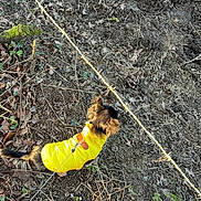 Princesse Alma participe au concours pour gagner de l'argent avec cette photo : dog, yellow_jacket, leash, outdoor, dirt, leaves, fence, moss, small_dog, brown_dog, nature, ground, walking, pet, canine, exploring, autumn, sunlight, forest_floor, animal