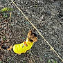 dog, yellow_jacket, leash, outdoor, dirt, leaves, fence, moss, small_dog, brown_dog, nature, ground, walking, pet, canine, exploring, autumn, sunlight, forest_floor, animal
