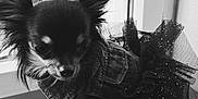 Princesse Alma participe au concours pour gagner de l'argent avec cette photo : dog, chihuahua, tutu, denim_jacket, window, windowsill, indoor, pet, animal, small_dog, black_and_white, fashion, clothing, cute, fur, ears, paws, floor, portrait, standing