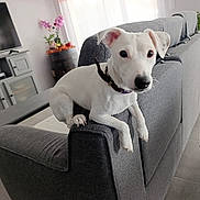 Vinnie a rejoint le concours — aidez-le/la à gagner de superbes lots ! dog, white_dog, pet, living_room, couch, gray_couch, furniture, indoor, floor, television, cabinet, flowers, plant, collar, curious, home, animal, portrait, domestic_animal, cute